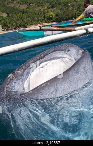 Fischerman nourrissant un requin baleine avec du krill Banque D'Images