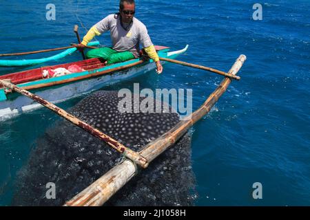 Fischerman nourrissant un requin baleine avec du krill Banque D'Images