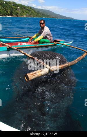 Fischerman nourrissant un requin baleine avec du krill Banque D'Images
