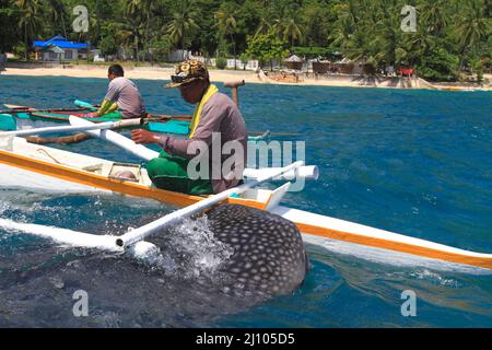 Fischerman nourrissant un requin baleine avec du krill Banque D'Images