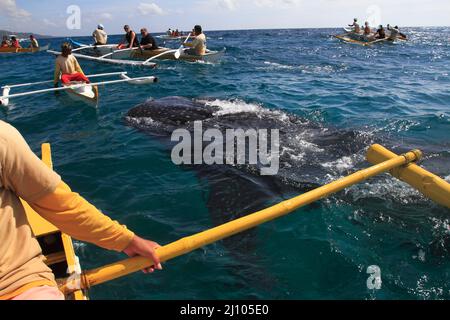 Fischerman nourrissant un requin baleine avec du krill Banque D'Images