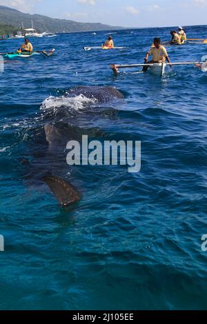 Fischerman nourrissant un requin baleine avec du krill Banque D'Images