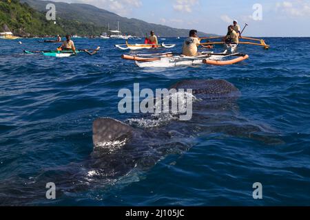 Fischerman nourrissant un requin baleine avec du krill Banque D'Images