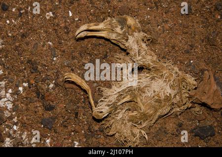 La poussin Calonectris borealis de Dead Cory's shearwater. Caleton Oscuro. Montana Clara. Réserve naturelle intégrale de Los Islotes. Îles Canaries. Espagne Banque D'Images