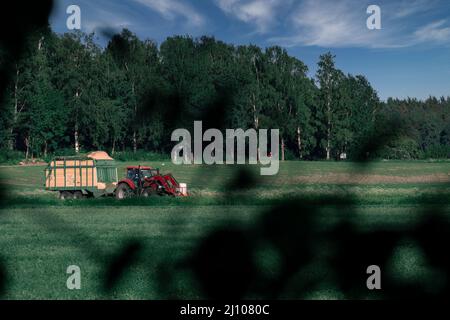 Un tracteur rouge transporte de l'herbe d'un champ fraîchement coupé avec une remorque. Photo de haute qualité Banque D'Images