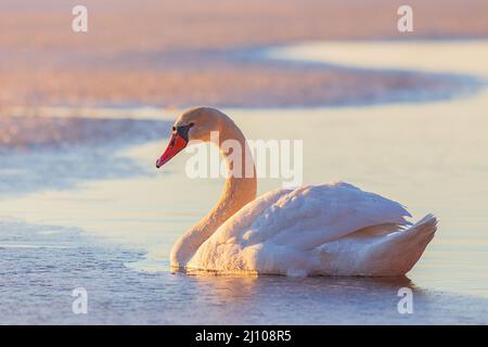 Commun européen sauvage grand oiseau muet cygne, Cygnus color, lumière du soir avec oiseau Banque D'Images