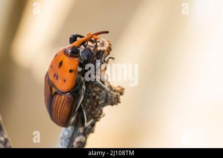 Un charançon de palmier rouge ou asiatique ou charançon de palmier sagou, Rhynchophorus ferrugineus, reposant sur une branche sèche dans un jardin. Insectes nuisibles à Malte Banque D'Images