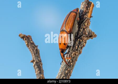 Un charançon de palmier rouge ou asiatique ou charançon de palmier sagou, Rhynchophorus ferrugineus, reposant sur une branche sèche dans un jardin. Insectes nuisibles à Malte Banque D'Images