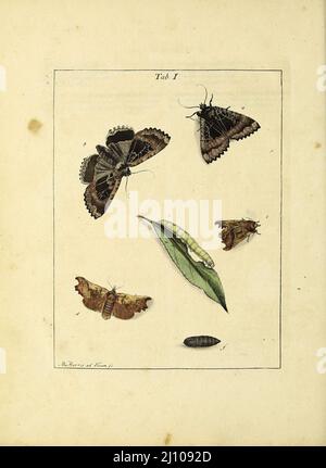 Papillons et papillons de nuit du livre une exposition d'insectes anglais : y compris les différentes classes de Neuroptera, Hyménoptères, et Diptera, ou abeilles, mouches, & Libellulae : exposition sur 51 plaques de cuivre près de 500 figures, dessinées avec précision et très finies en couleurs, de nature : l'ensemble décrit minutieusement, arrangé et nommé, selon le système Linnean, avec des remarques : les figures d'un grand nombre de papillons non compris dans la collection Aurelian : Anciennement publié par le même auteur et une plaque avec une explication des couleurs, sont également donnés dans l'œuvre de Moses Harris, 1730 - 1788, auteur Banque D'Images