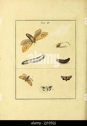 Papillons et papillons de nuit du livre une exposition d'insectes anglais : y compris les différentes classes de Neuroptera, Hyménoptères, et Diptera, ou abeilles, mouches, & Libellulae : exposition sur 51 plaques de cuivre près de 500 figures, dessinées avec précision et très finies en couleurs, de nature : l'ensemble décrit minutieusement, arrangé et nommé, selon le système Linnean, avec des remarques : les figures d'un grand nombre de papillons non compris dans la collection Aurelian : Anciennement publié par le même auteur et une plaque avec une explication des couleurs, sont également donnés dans l'œuvre de Moses Harris, 1730 - 1788, auteur Banque D'Images