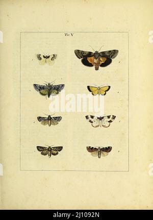 Papillons et papillons de nuit du livre une exposition d'insectes anglais : y compris les différentes classes de Neuroptera, Hyménoptères, et Diptera, ou abeilles, mouches, & Libellulae : exposition sur 51 plaques de cuivre près de 500 figures, dessinées avec précision et très finies en couleurs, de nature : l'ensemble décrit minutieusement, arrangé et nommé, selon le système Linnean, avec des remarques : les figures d'un grand nombre de papillons non compris dans la collection Aurelian : Anciennement publié par le même auteur et une plaque avec une explication des couleurs, sont également donnés dans l'œuvre de Moses Harris, 1730 - 1788, auteur Banque D'Images