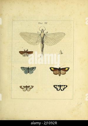 Papillons et papillons de nuit du livre une exposition d'insectes anglais : y compris les différentes classes de Neuroptera, Hyménoptères, et Diptera, ou abeilles, mouches, & Libellulae : exposition sur 51 plaques de cuivre près de 500 figures, dessinées avec précision et très finies en couleurs, de nature : l'ensemble décrit minutieusement, arrangé et nommé, selon le système Linnean, avec des remarques : les figures d'un grand nombre de papillons non compris dans la collection Aurelian : Anciennement publié par le même auteur et une plaque avec une explication des couleurs, sont également donnés dans l'œuvre de Moses Harris, 1730 - 1788, auteur Banque D'Images