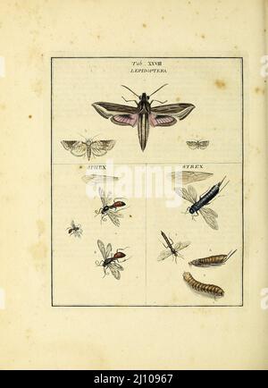 Du livre une exposition d'insectes anglais : y compris les différentes classes de Neuroptera, Hyménoptères, et Diptera, ou abeilles, mouches, & Libellulae : exposition sur 51 plaques de cuivre près de 500 figures, dessinées avec précision et très finies en couleurs, de nature : l'ensemble décrit minutieusement, arrangé et nommé, selon le système Linnean, avec des remarques : les figures d'un grand nombre de papillons non compris dans la collection Aurelian : Anciennement publié par le même auteur et une plaque avec une explication des couleurs, sont également donnés dans l'œuvre de Moses Harris, 1730 - 1788, auteur et illustrateur. Publicité Banque D'Images