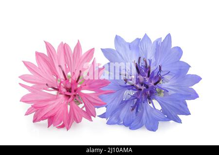 Bleuet bleu et rose isolated on white Banque D'Images