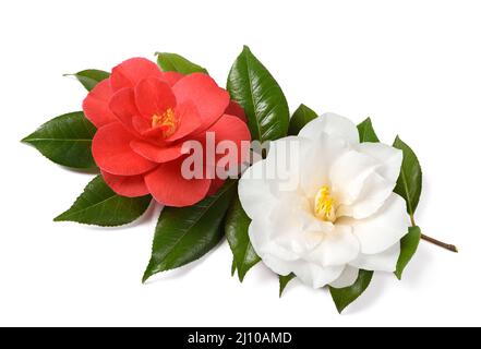 Fleurs de camélia rouges et blanches isolées sur fond blanc Banque D'Images