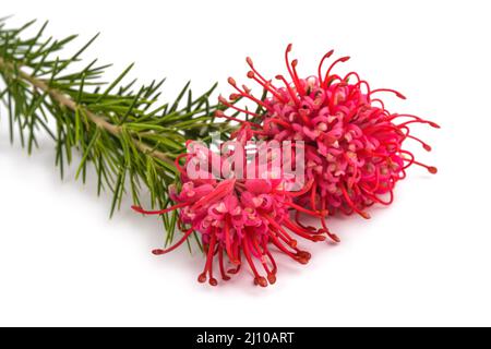 Fleurs de Grevillea isolées sur fond blanc Banque D'Images