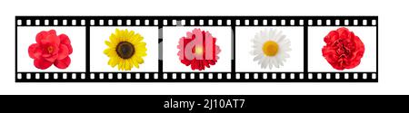 Film streep avec fleurs isolées sur blanc Banque D'Images