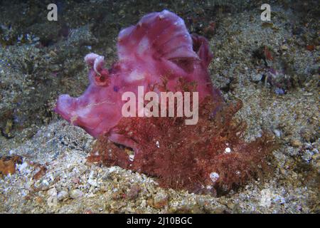 Rhinopia Scorpion poisson , frondosa ou Eschmeyeri ,Philippines , Banque D'Images