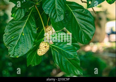 La photo montre un fruit de noni accroché à un arbre.L'arbre morinda est exotique et indigène aux tropiques.Qualité photo HD.Feuilles et vert foncé brillant Banque D'Images