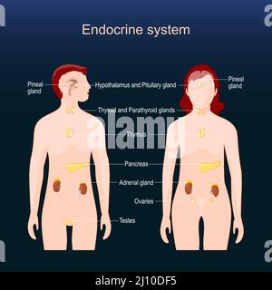 Glandes du système endocrinien humain. Anatomie comparative du corps féminin et masculin. Affiche pour les explications pédagogiques. Fond sombre. Vecteur Illustration de Vecteur