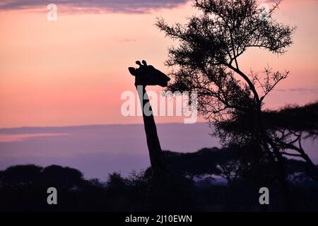 Silhouette d'une girafe se nourrissant sur un arbre pendant un beau lever de soleil Banque D'Images