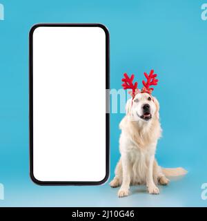 Portrait d'un chien en bonne santé mignon posé dans un serre-tête près d'un téléphone portable Banque D'Images