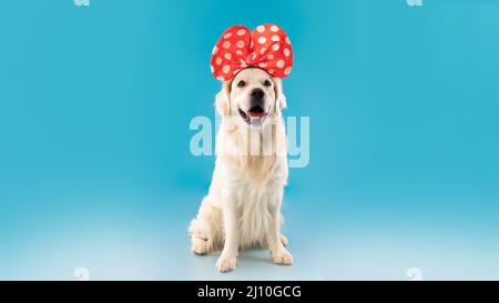 Portrait d'un joli chien en bonne santé posé dans un serre-tête Banque D'Images