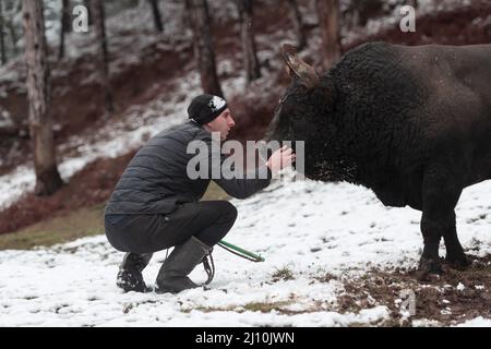 Chasseur Bull chuchote, Un homme qui entraîne un taureau lors d'une journée d'hiver enneigée dans un pré forestier et qui le prépare à un combat dans l'arène. Corrida Banque D'Images