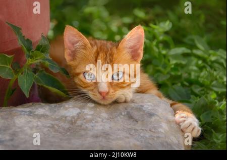 Joli tabby rouge chat chaton reposant sur un mur rocailleux et regardant attentivement avec de beaux yeux bleus, Grèce Banque D'Images