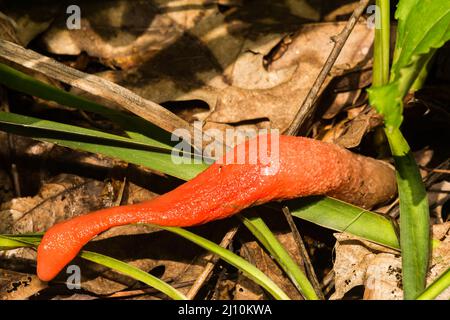 Champignon rouge de la corne de rose Banque D'Images