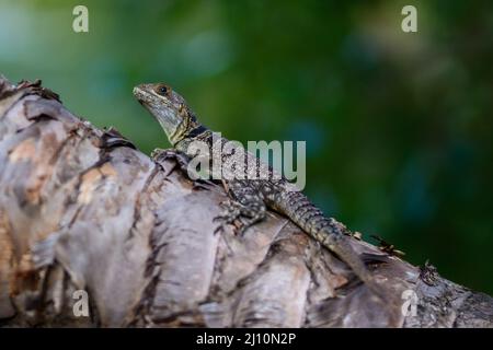 Photo d'un iguane à collier malgache debout sur un tronc d'arbre dans une lumière vive Banque D'Images