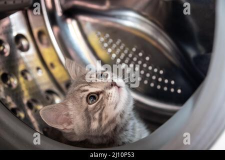 Un petit chaton joueur se cacha dans la machine à laver. Un chaton britannique rayé gris se trouve dans le tambour d'une machine à laver. Animal de compagnie drôle. Concept de sécurité PET Banque D'Images