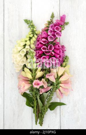 Bouquet de fleurs sauvages de renfgant violet anglais sur fond blanc rustique. Digitalis. Utilisé en phytothérapie pour traiter les problèmes cardiovasculaires. Banque D'Images