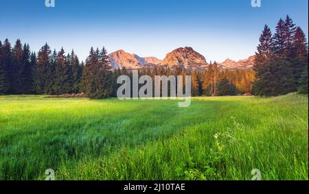 Vue magnifique sur les montagnes dans le parc national de Durmitor au Monténégro, en Europe. Le monde de la beauté. Banque D'Images