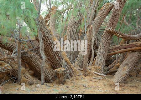 Tamarisk (Tamarix ramosissima) ou cèdre de mer, secteur préoccupant de l'environnement critique des collines de Salt Creek, Bureau de gestion des terres de Barstow, Banque D'Images