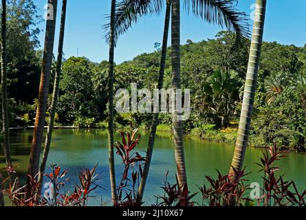 Forêt tropicale et lac à Minas Gerais, Brésil Banque D'Images