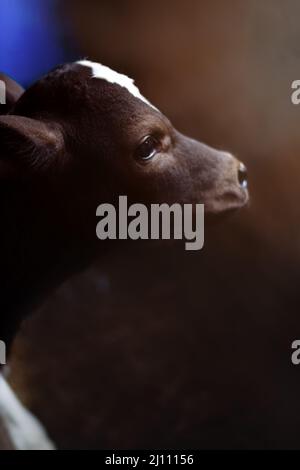 Vache nouveau-né. Jeune veau de lait brun-blanc sur la ferme sur un fond sombre. Banque D'Images