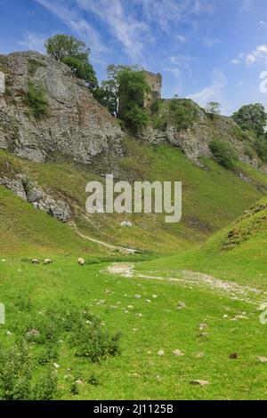 Château de Peveril à flanc de colline à Cave Dale (ou Cavedale), une vallée calcaire sèche dans le Derbyshire Peak District, Castleton, Derbyshire, Angleterre, Royaume-Uni Banque D'Images