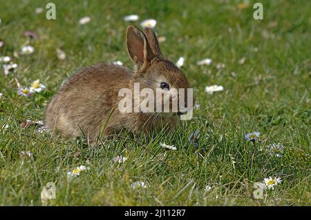 Hase, Hägeli, Häschen Banque D'Images