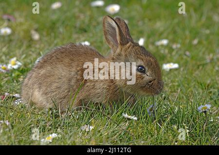 Hase, Hägeli, Häschen Banque D'Images