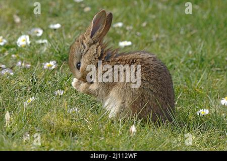 Hase, Hägeli, Häschen Banque D'Images