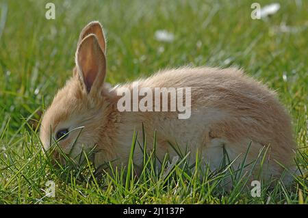 Hase, Hägeli, Häschen Banque D'Images