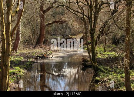 Arbre tombé dans un ruisseau boisé bordé d'arbres ombragés Banque D'Images