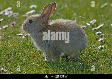 Hase, Hägeli, Häschen Banque D'Images