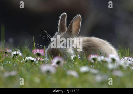 Hase, Hägeli, Häschen Banque D'Images