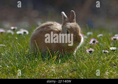 Hase, Hägeli, Häschen Banque D'Images