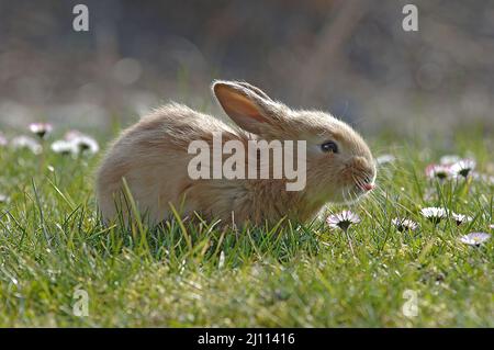 Hase, Hägeli, Häschen Banque D'Images