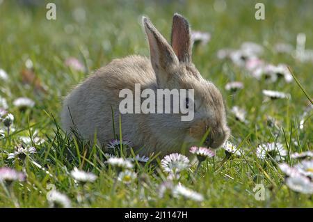 Hase, Hägeli, Häschen Banque D'Images