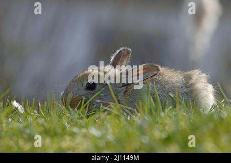 Hase, Hägeli, Häschen Banque D'Images