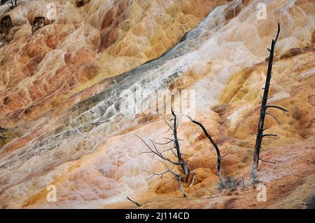 Mammoth Hot Springs dans le Parc National de Yellowstone, Wyoming, USA. Banque D'Images